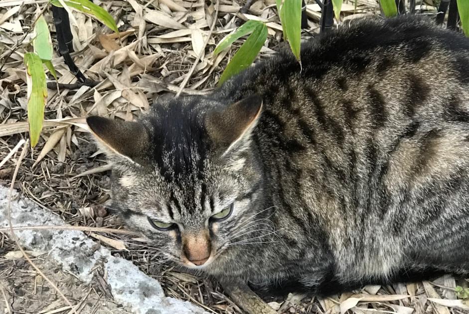 Vermisstmeldung Katze  Männliche , 3 jahre Bliesbruck Frankreich