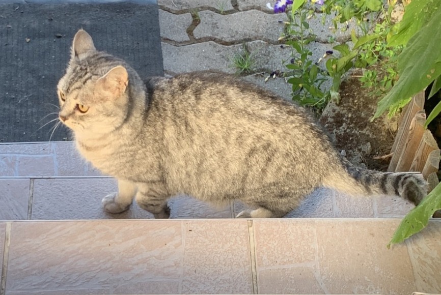 Vermisstmeldung Katze Weiblich , 8 jahre Malroy Frankreich