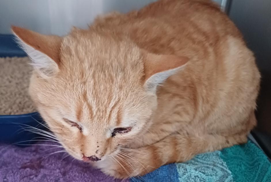 Fundmeldung Katze rassenmischung  Männliche Folschviller Frankreich