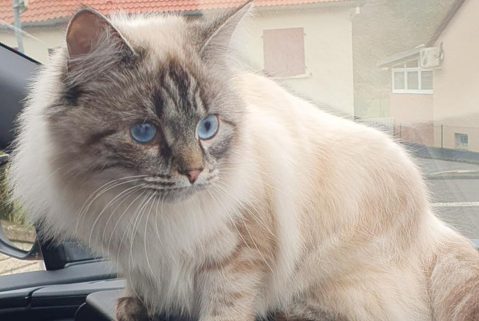 Vermisstmeldung Katze Weiblich , 2 jahre Wittring Frankreich