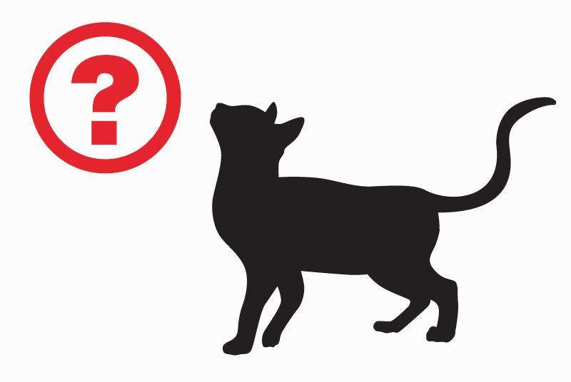 Disappearance alert Cat miscegenation Female , 4 years Talange France Disappearance alert Cat miscegenation Female , 4 years Talange France