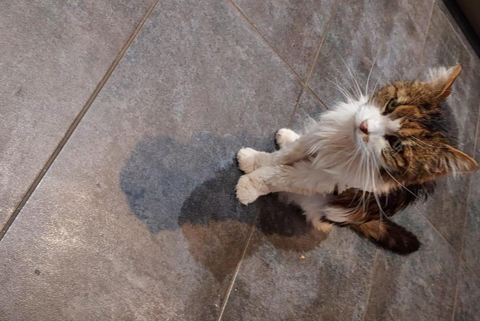 Disappearance alert Cat miscegenation  Female , 19 years Œting France
