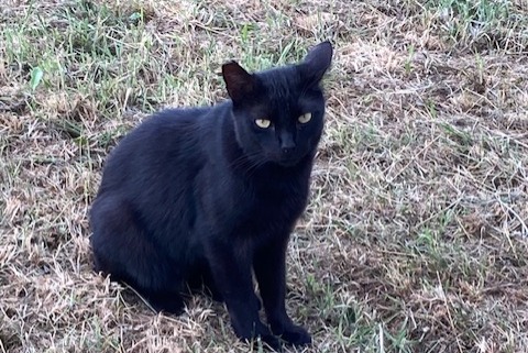Discovery alert Cat Male Florange France