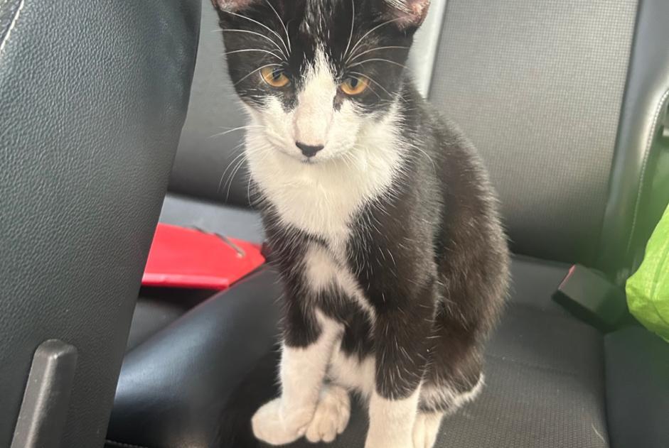 Discovery alert Cat Male Hagondange France