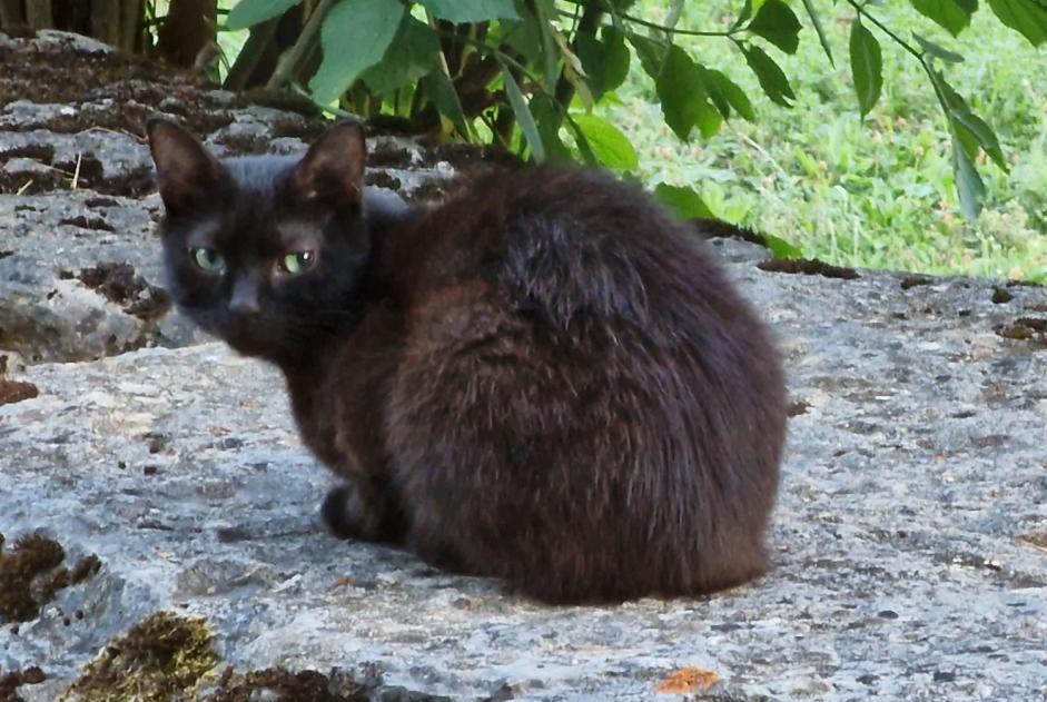 Discovery alert Cat Female Hermelange France