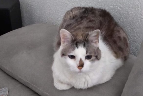 Disappearance alert Cat Female , 13 years Nilvange France