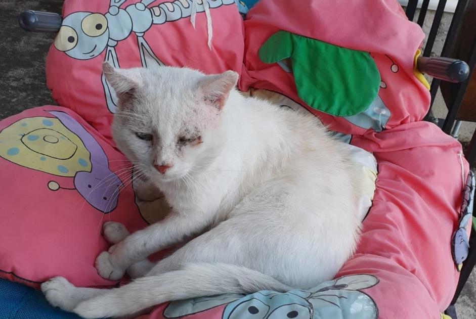 Disappearance alert Cat Male , 8 years Hellimer France