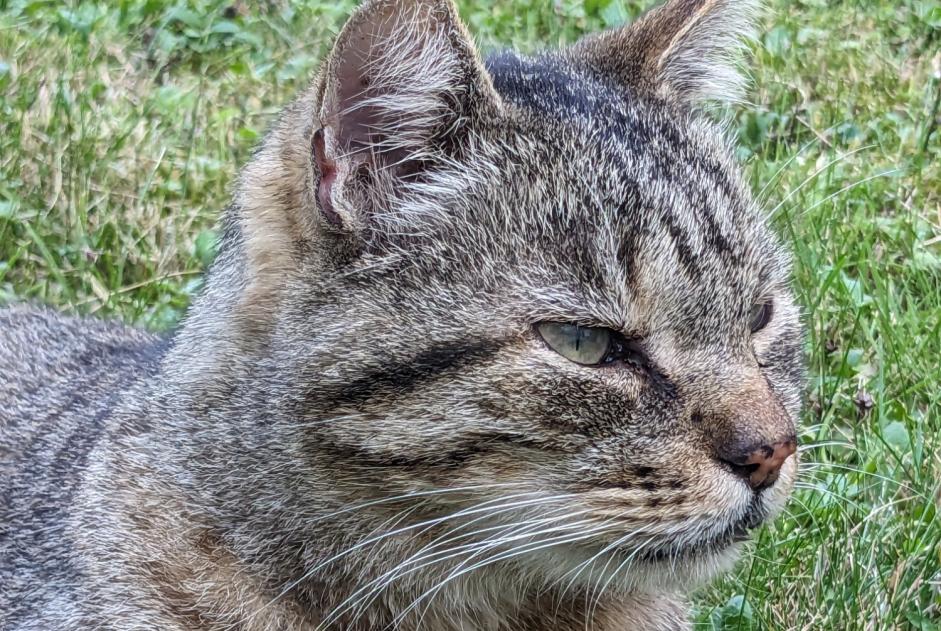 Discovery alert Cat  Unknown Metz France