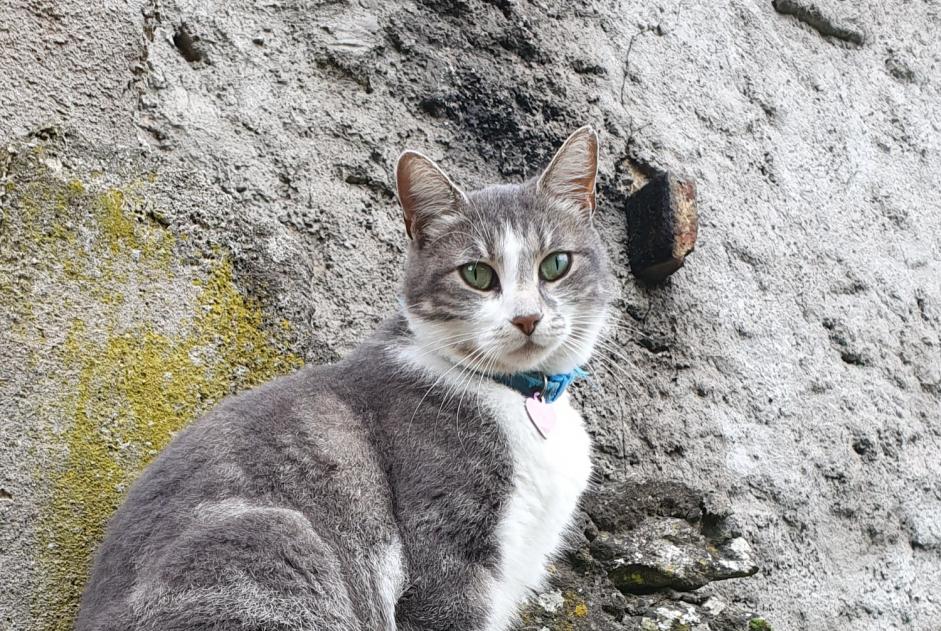Discovery alert Cat Female Varize France