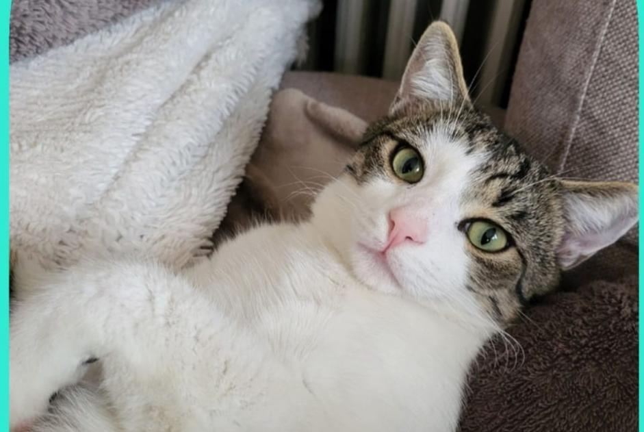 Disappearance alert Cat Male , 1 years Metz France