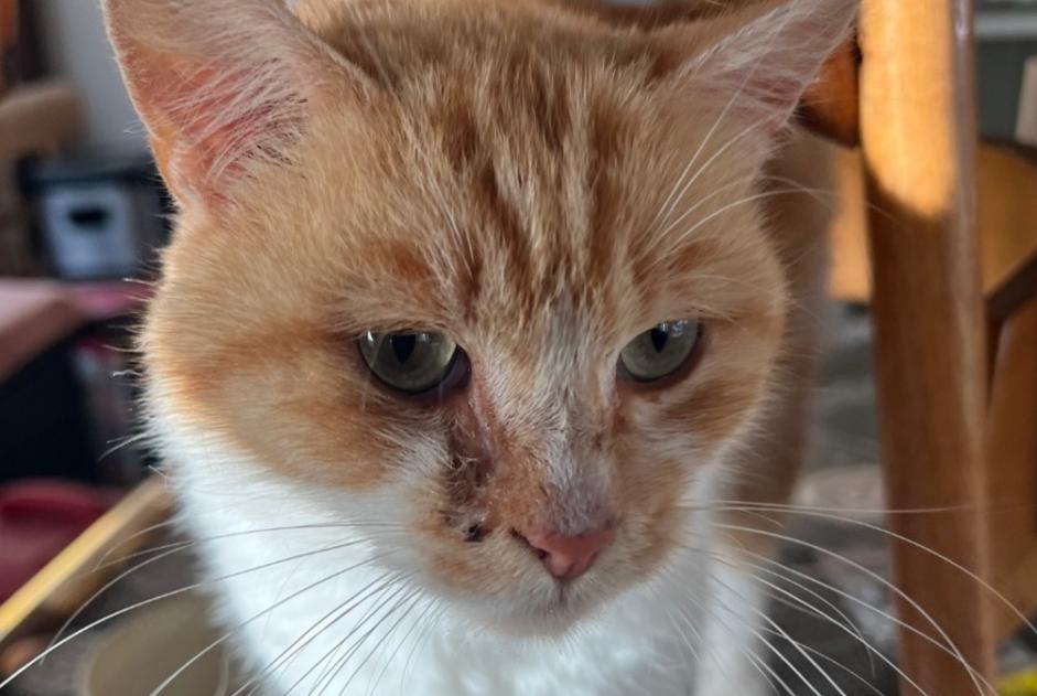 Discovery alert Cat Female Rémering-lès-Puttelange France