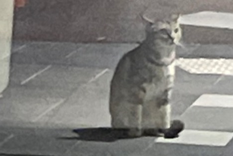Discovery alert Cat Unknown Creutzwald France