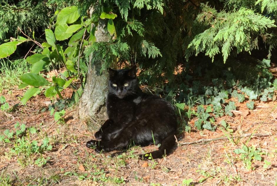 Discovery alert Cat Unknown Gravelotte France