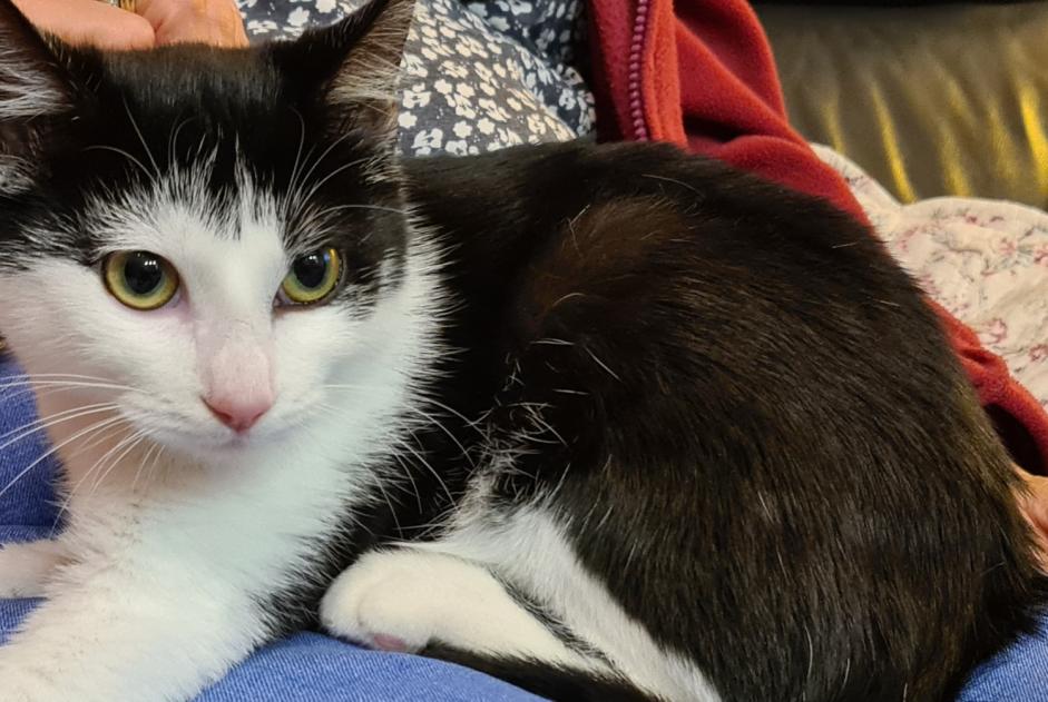 Disappearance alert Cat Female , 0 years Ars-Laquenexy France