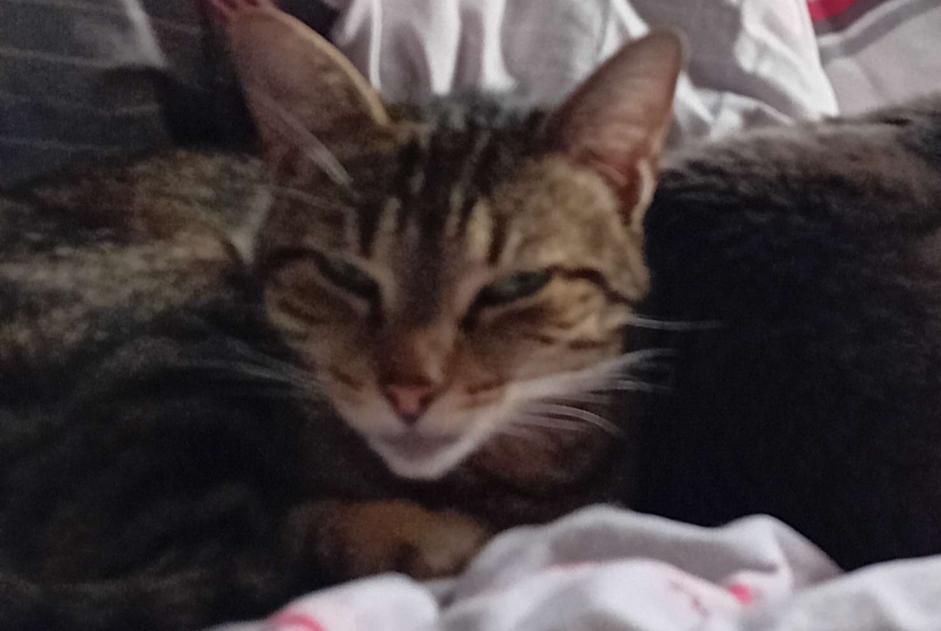 Disappearance alert Cat Female , 5 years L' Hôpital France Disappearance alert Cat Female , 5 years L' Hôpital France