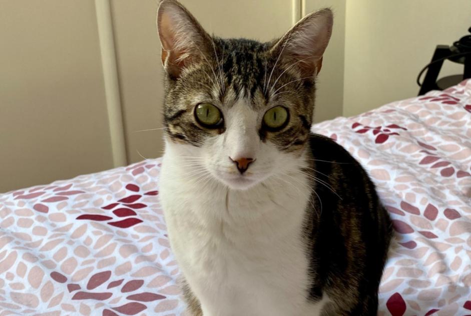 Disappearance alert Cat Male , 5 years Rosselange France Disappearance alert Cat Male , 5 years Rosselange France