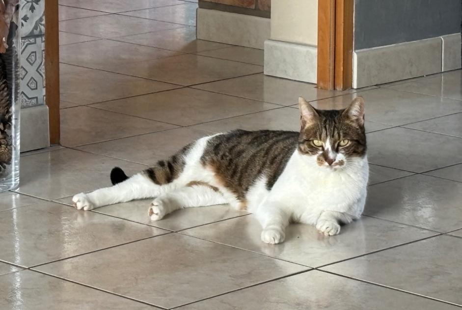 Disappearance alert Cat  Female , 6 years Sarralbe France
