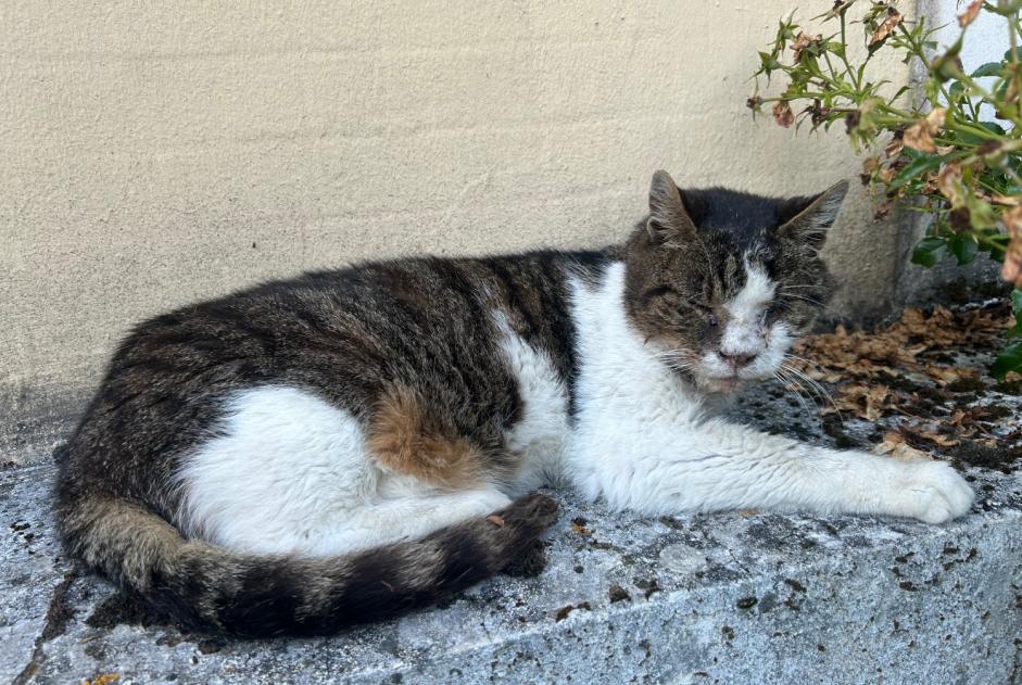 Discovery alert Cat Unknown Hauconcourt France