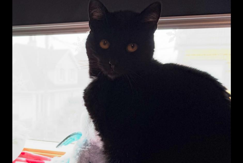 Disappearance alert Cat Female , 4 years Hagondange France