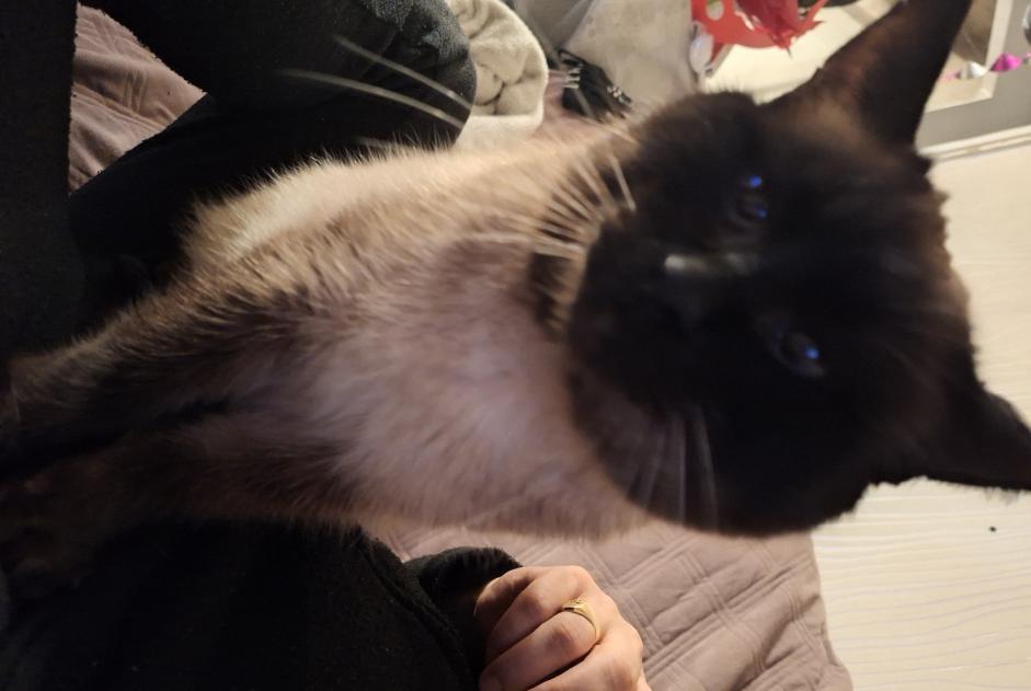 Alerta de Desaparición Gato Macho , 6 años Hayange Francia Alerta de Desaparición Gato Macho , 6 años Hayange Francia