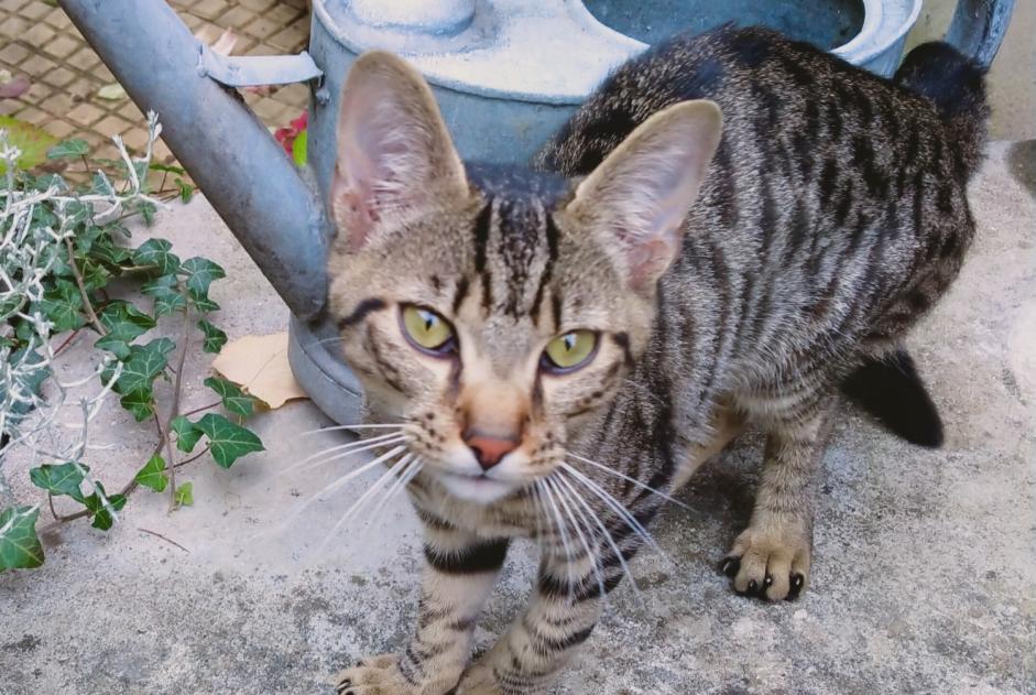 Alerta de Hallazgo Gato Desconocido Scy-Chazelles Francia Alerta de Hallazgo Gato Desconocido Scy-Chazelles Francia