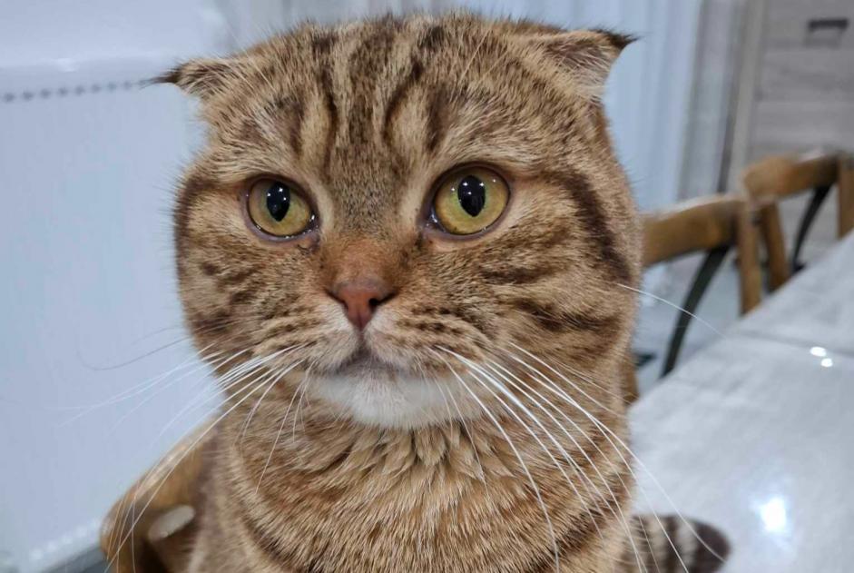 Alerte Disparition Chat  Mâle , 2 ans Terville France