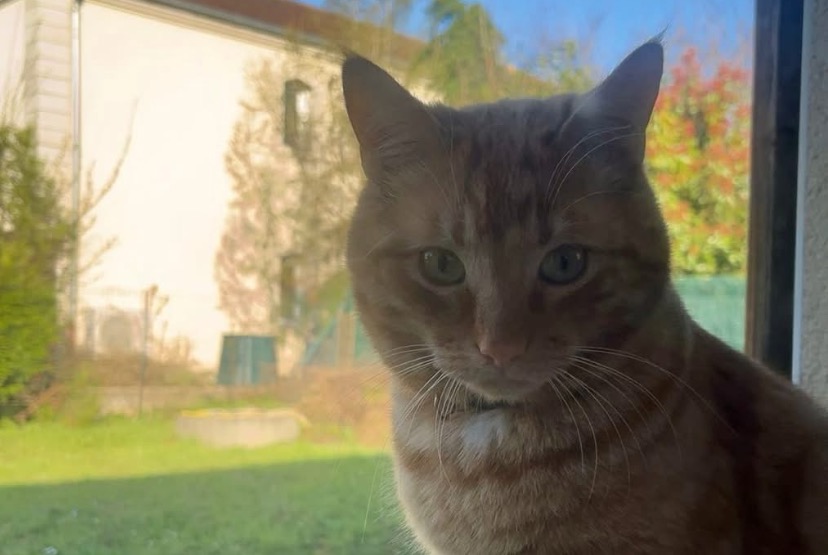 Alerte Disparition Chat croisement  Mâle , 2 ans Mondelange France