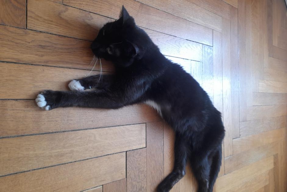 Alerte Découverte Chat Femelle Metz France