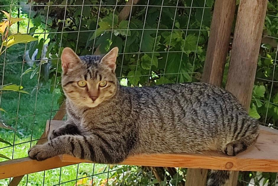 Alerte Disparition Chat croisement Mâle , 1 ans Saint-Jean-Kourtzerode France Alerte Disparition Chat croisement Mâle , 1 ans Saint-Jean-Kourtzerode France