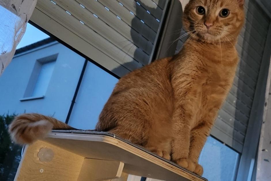 Alerte Disparition Chat Mâle , 5 ans Porcelette France Alerte Disparition Chat Mâle , 5 ans Porcelette France