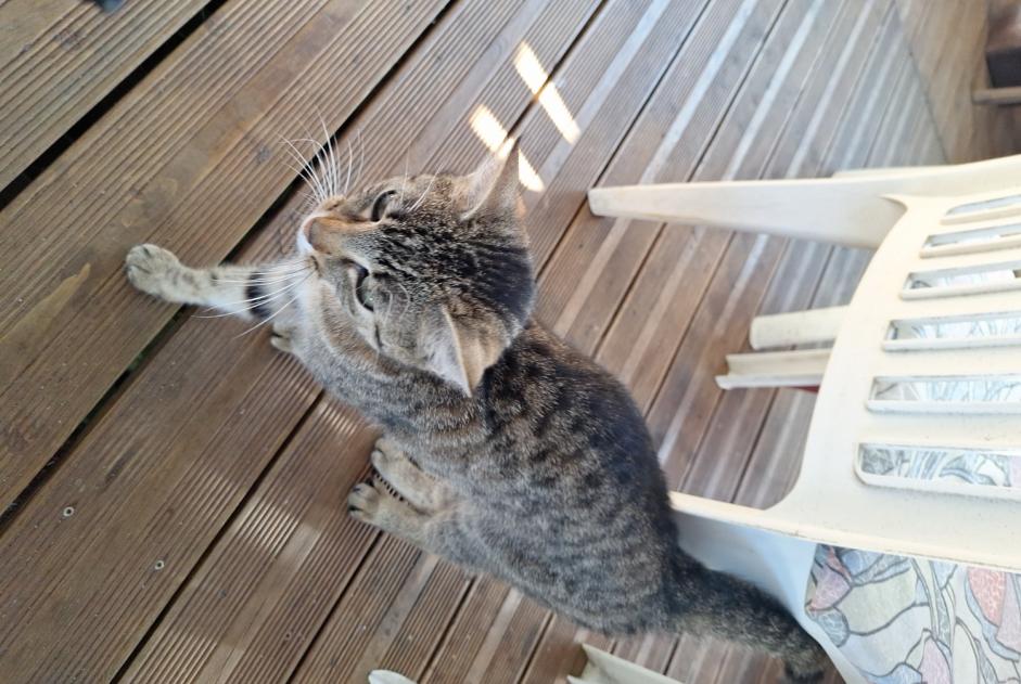 Alerte Découverte Chat Femelle Mittersheim France Alerte Découverte Chat Femelle Mittersheim France