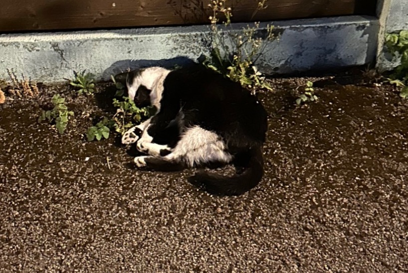 Alerte Découverte Chat Mâle Amnéville France Alerte Découverte Chat Mâle Amnéville France