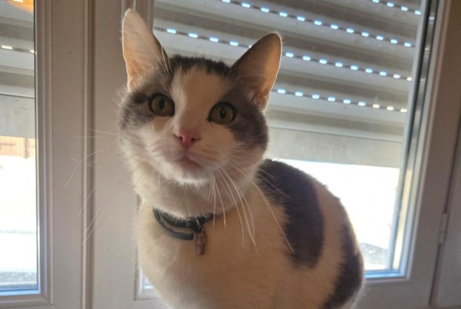 Alerte Disparition Chat  Mâle , 2 ans Maizières-lès-Metz France
