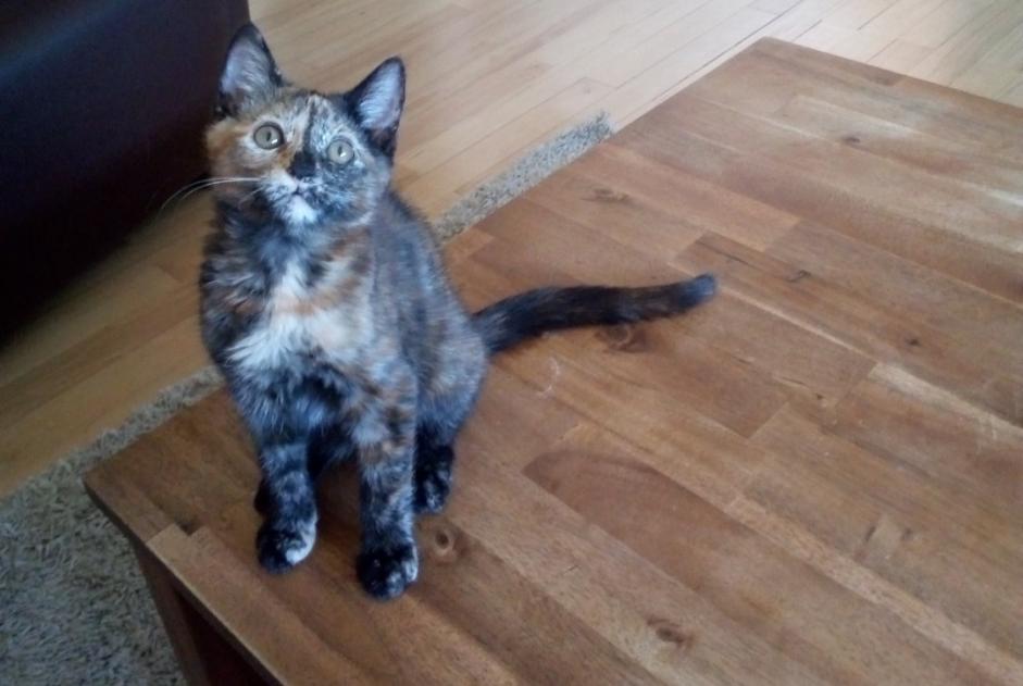 Alerte Disparition Chat Femelle , 6 ans Freyming-Merlebach France