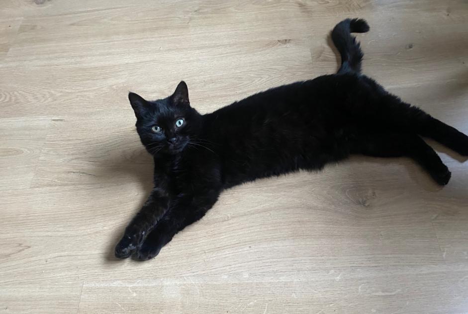 Alerte Disparition Chat  Femelle , 6 ans Hagondange France