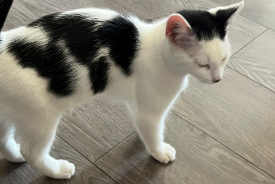 Alerte Découverte Chat croisement  Mâle Bousse France