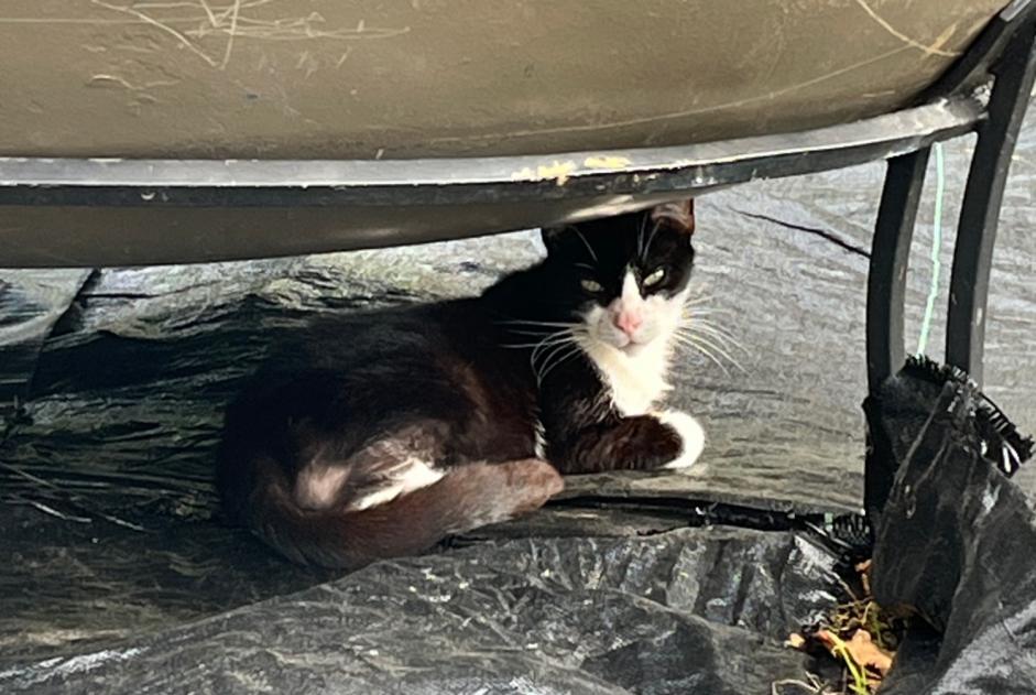 Alerte Découverte Chat Inconnu Moyeuvre-Grande France