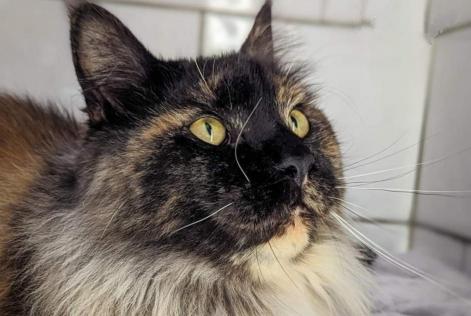Avviso scomparsa Gatto  Femmina , 1 anni Béchy Francia