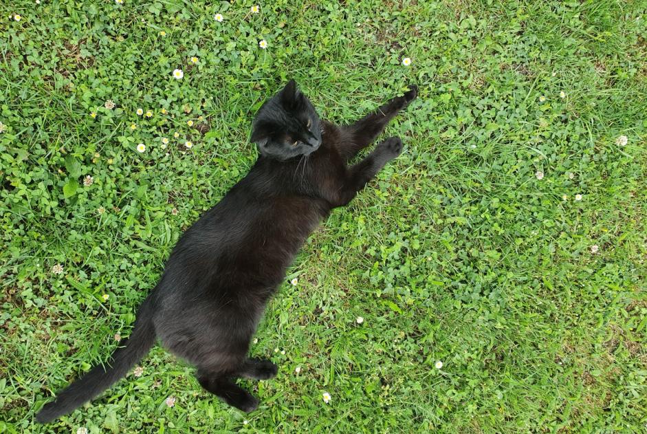 Avviso scomparsa Gatto Femmina , 2 anni Peltre Francia