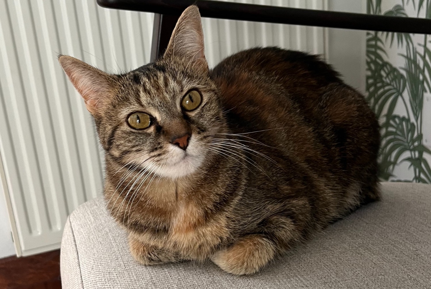 Alerta desaparecimento Gato Fêmea , 7 anos Thionville France Alerta desaparecimento Gato Fêmea , 7 anos Thionville France