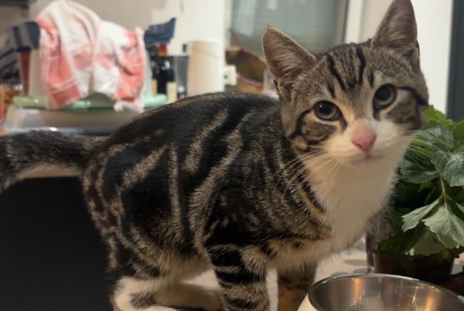 Alerta descoberta Gato Macho Enchenberg France