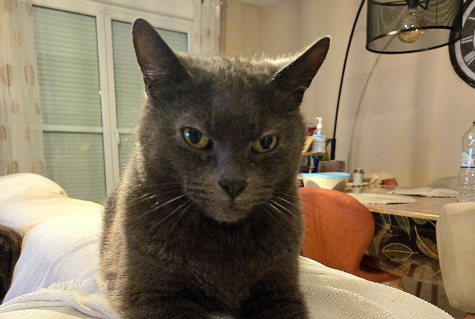 Alerta desaparecimento Gato  Macho , 11 anos Fameck France