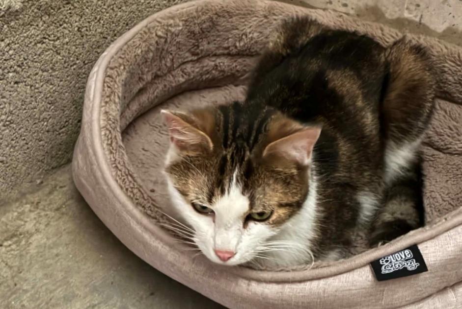 Alerta descoberta Gato  Fêmea Metz France